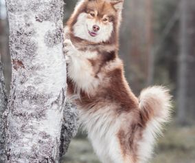 Finska Lapphunden Raya