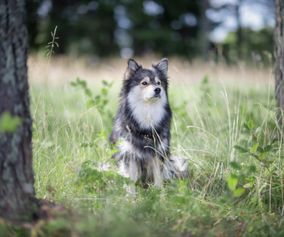 Finska Lapphunden Vira