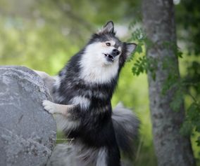 Finska Lapphunden Vira