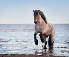 Stegrande häst i vatten