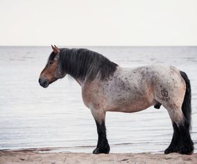 Häst vid havet